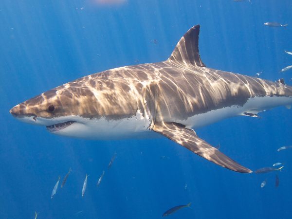 Phân tích ý nghĩa giấc mơ thấy cá mập báo hiệu điềm gì?